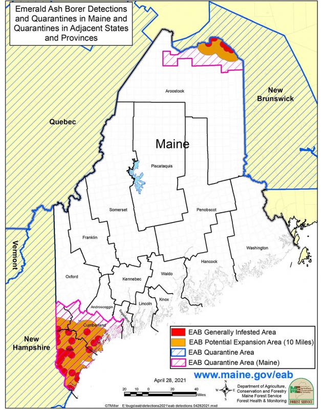 Maine continues regulating movement of emerald ash borer PenBay Pilot